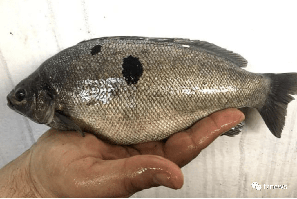 年农产节上一款由禁养外来鱼种——澳洲宝石鲈制作的美食成为舆论焦点