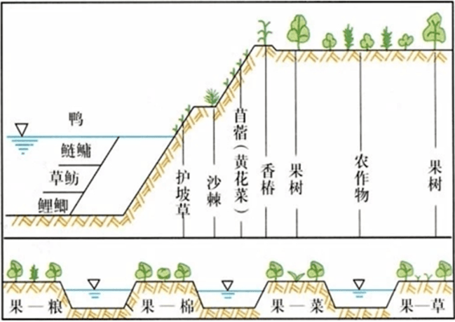 鱼塘台田模式图片