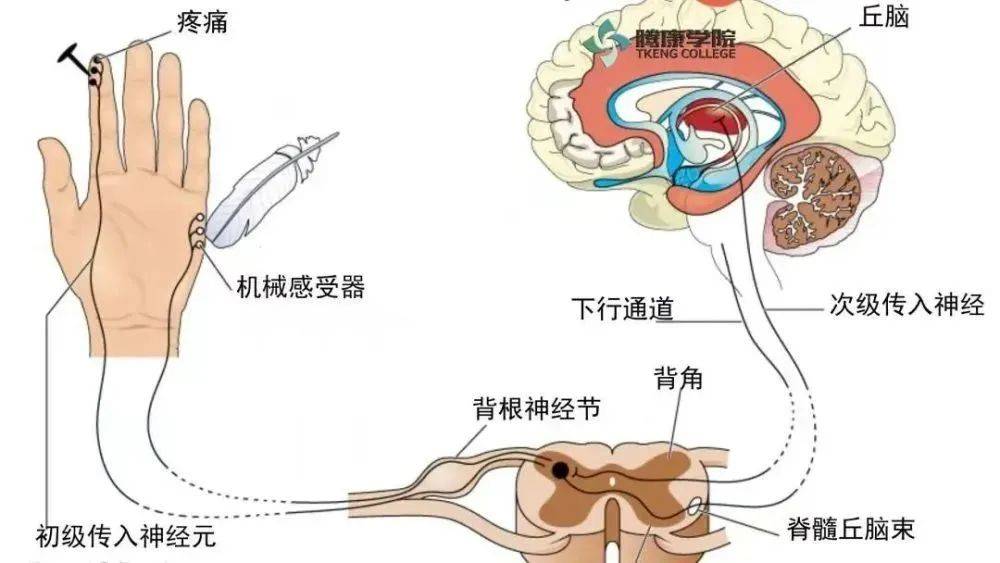慢性疼痛:脊髓背角的神经和分子信号变化及中枢调节