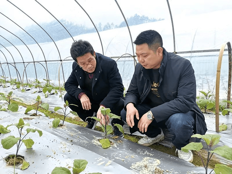 致富农业华为眉县那个支付秘抄_致富农业网_农业致富经