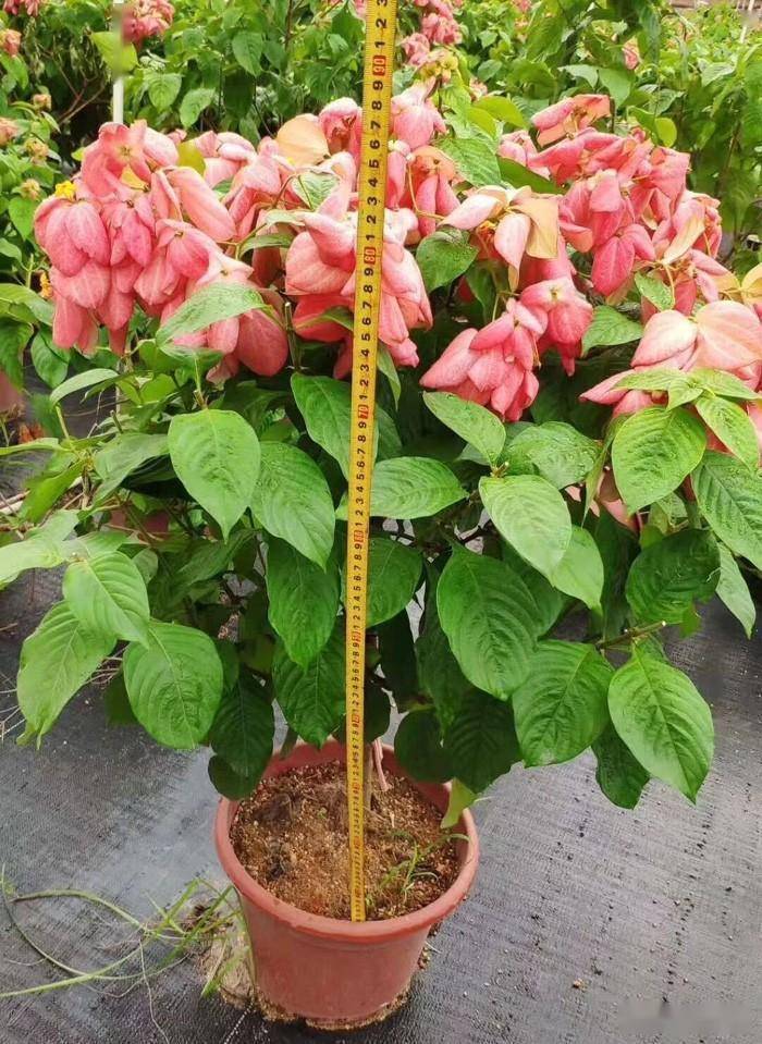 学名mussaenda erythro ph ylla,别名红纸扇,红萼花,红玉叶金花等