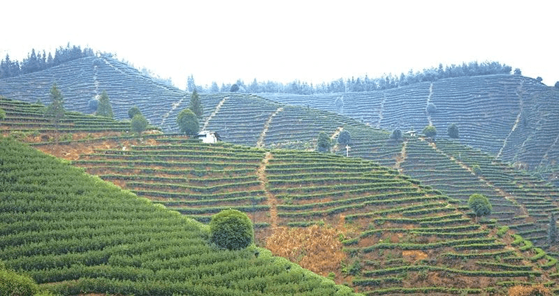 “致富经”送到田间地头，乡村振兴春潮澎湃