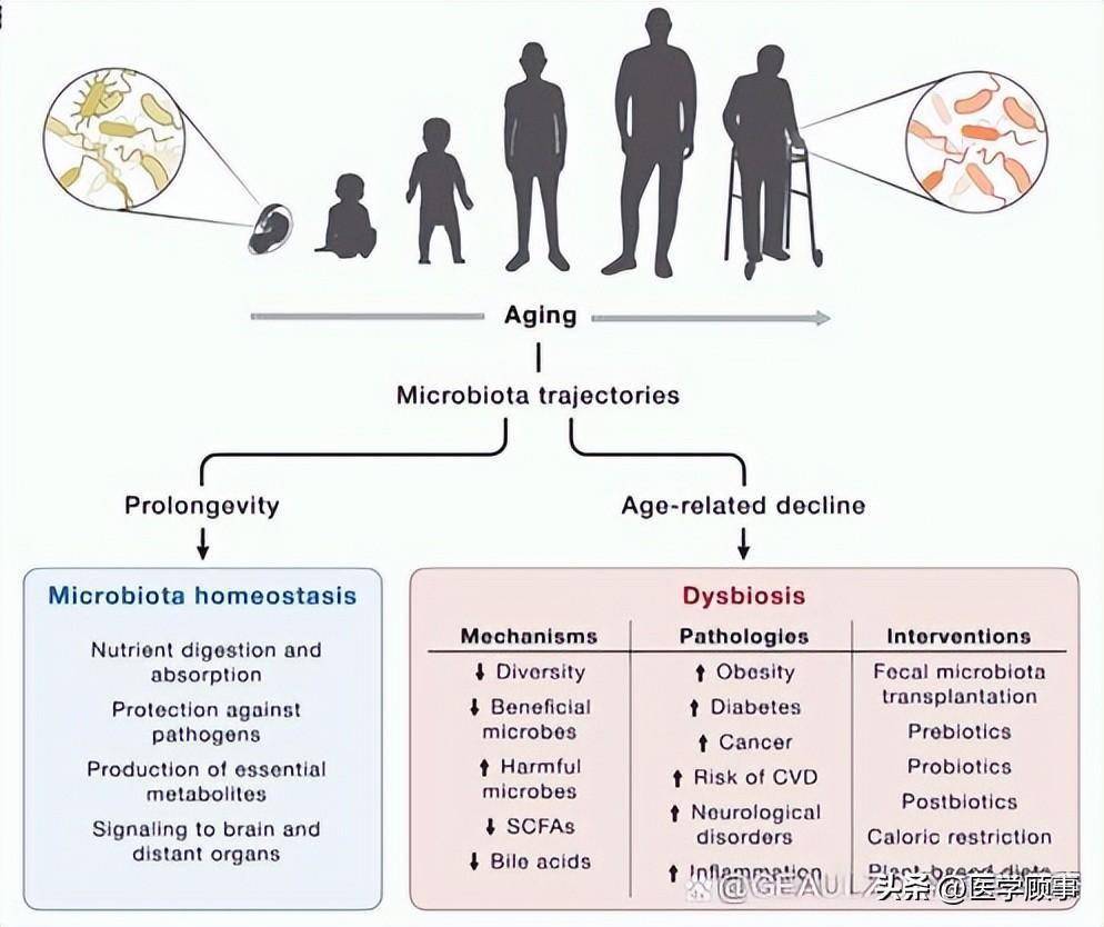 《Cell》衰老领域新增三大标志_细胞_研究_炎症