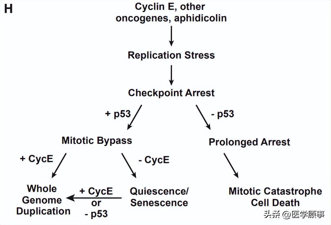 图3. 本次研究得出的模型.原文地址:https://doi.org/10.1016/j.cell.
