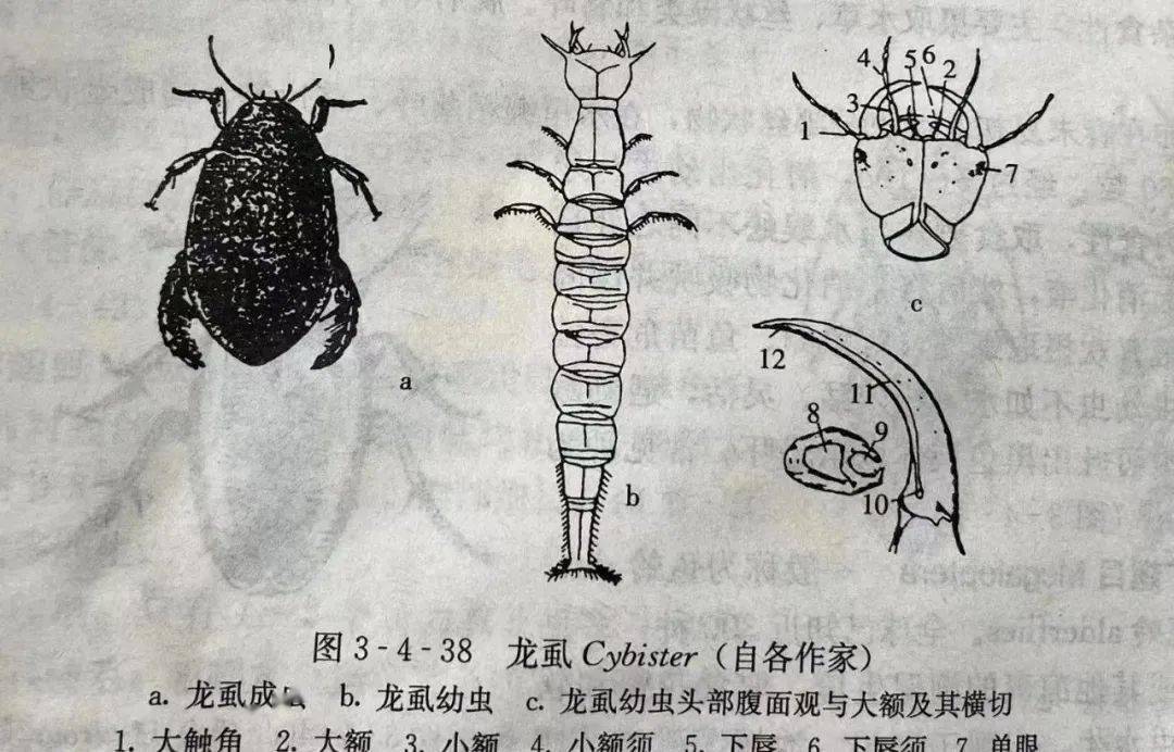 致富经龙虱养殖图片