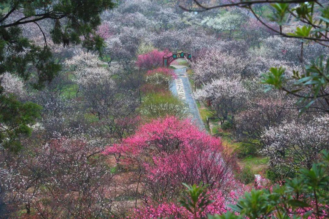 苏州香雪海景区位置图片