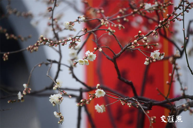 梅花俏枝头！南京玄武湖开启“百花闹春”赏花季