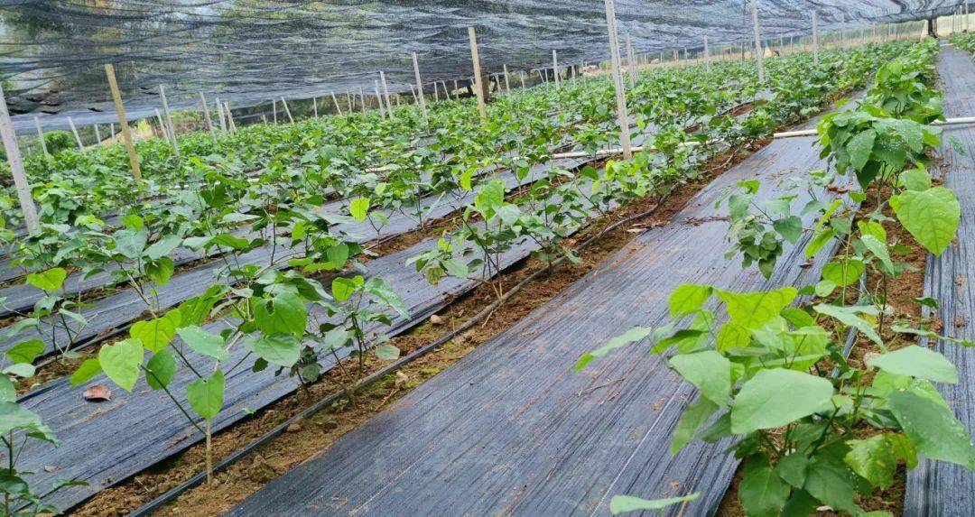 春回大地,在万物复苏的季节里,响水旧街赤苍藤种植基地一株株赤苍藤