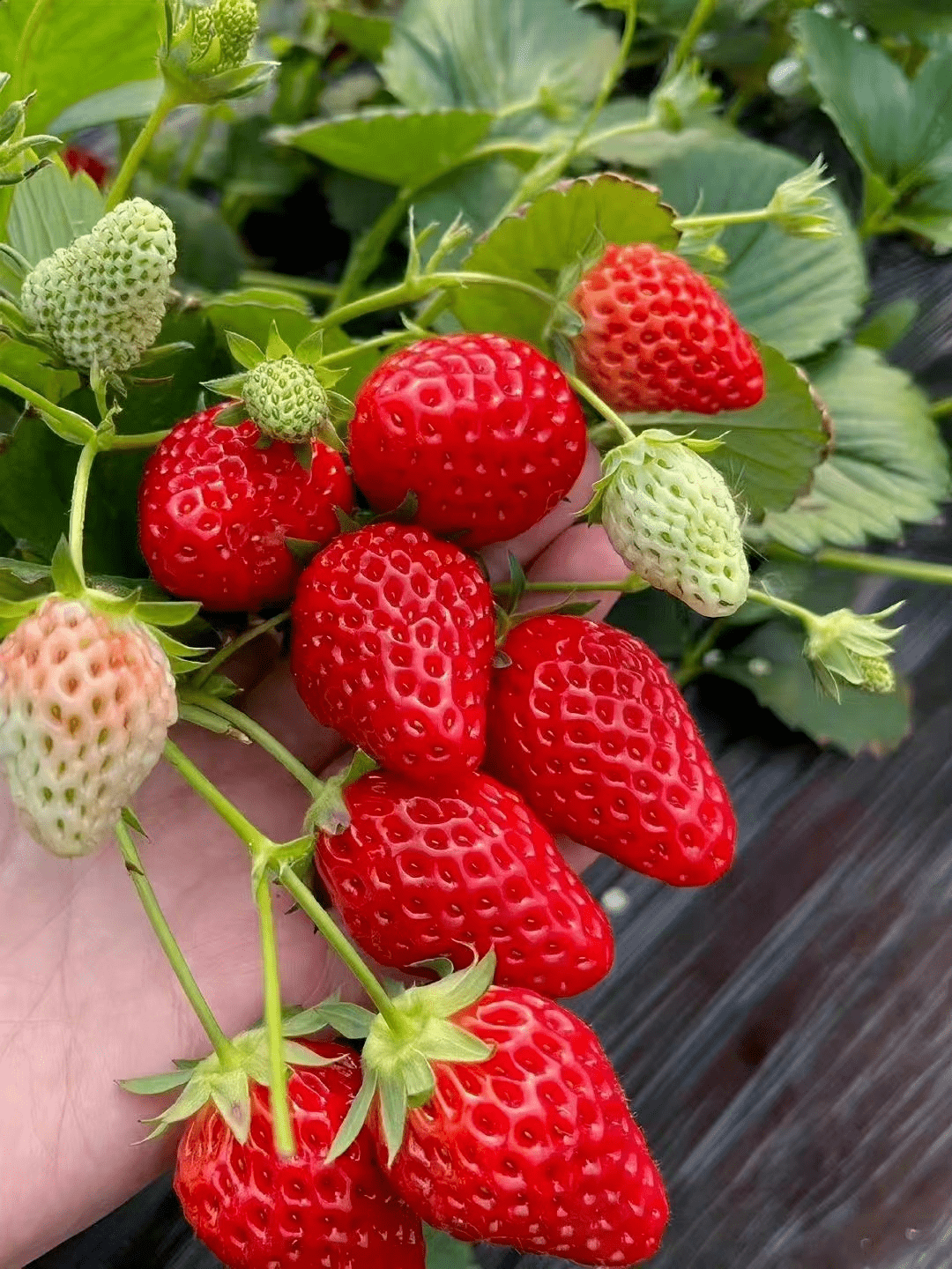 迷人的莫过于晚霞听鹭鸟齐飞,江风习习看两旁屋舍俨然,曲径幽幽骑行在