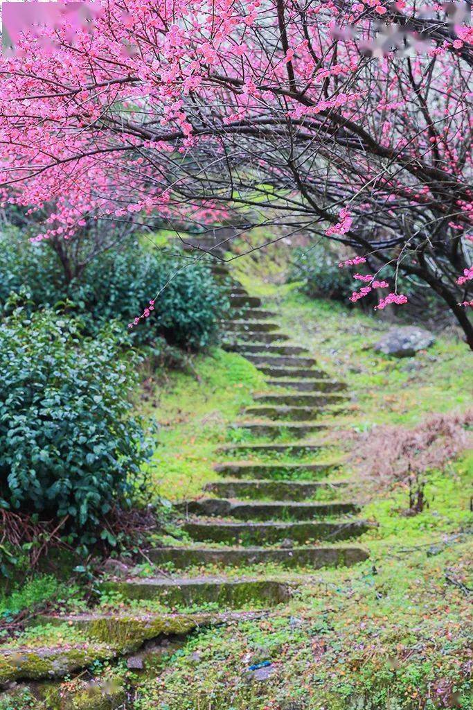 永嘉这里的梅花开了~_北城街道_特产_蕾蕾