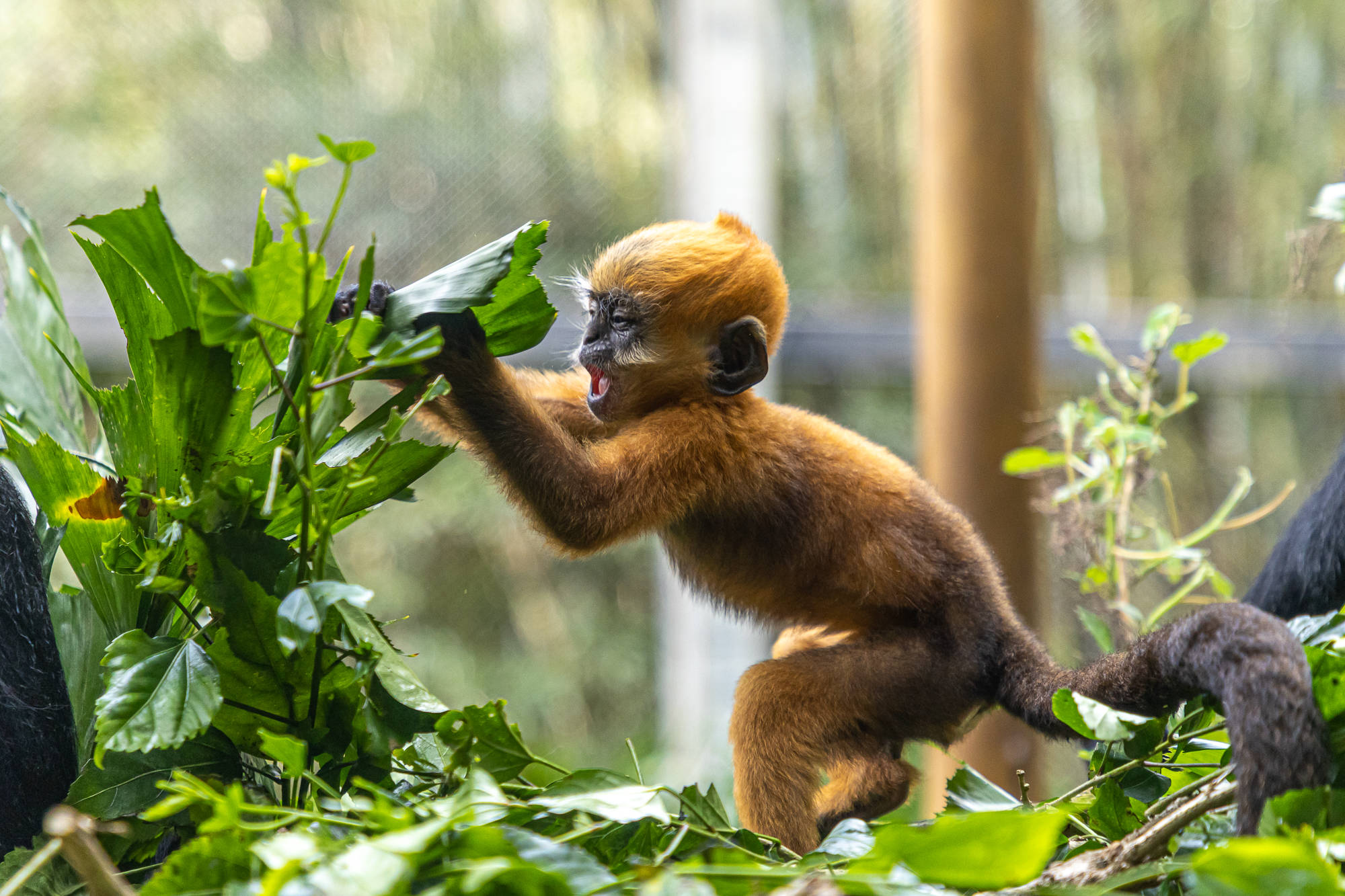 国家一级保护动物黑叶猴幼仔亮相_世界_妈妈_物种