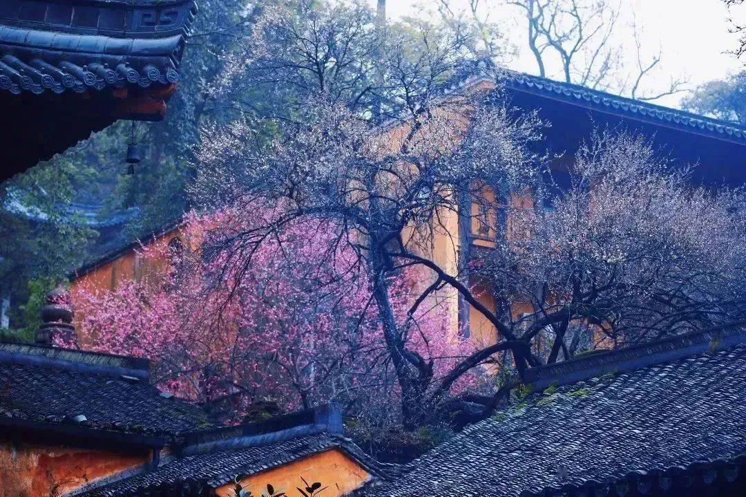 【艳●照】天台国清寺的隋梅开了! 你不来我再等一年! 更多惊喜!