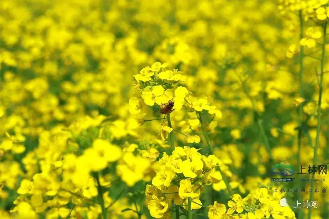 上林定龙油菜花