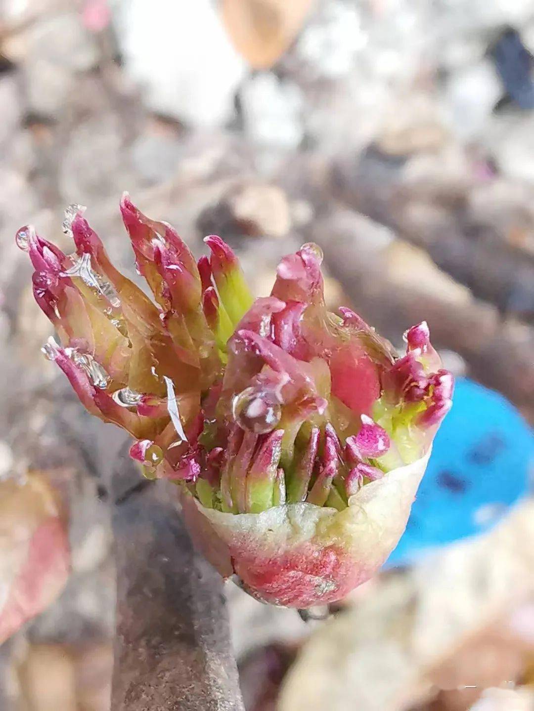 这其中尤以牡丹的花芽与叶芽生长最为突出日渐膨大的花苞在叶片的