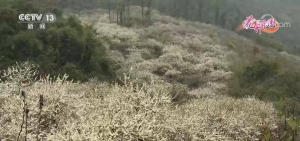 福建南靖：梅花竞相放 土楼幽香飘