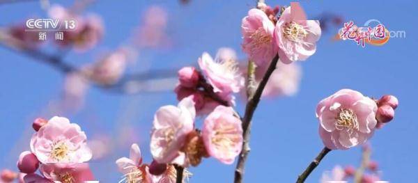 福建南靖：梅花竞相放 土楼幽香飘