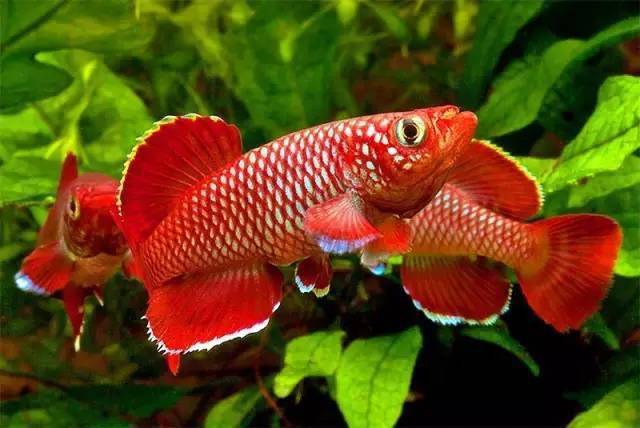 七彩稻田鱂27七彩蓝眼灯28三叉琴尾鱂29苏萨提辛普生鱂30五线鱂感谢