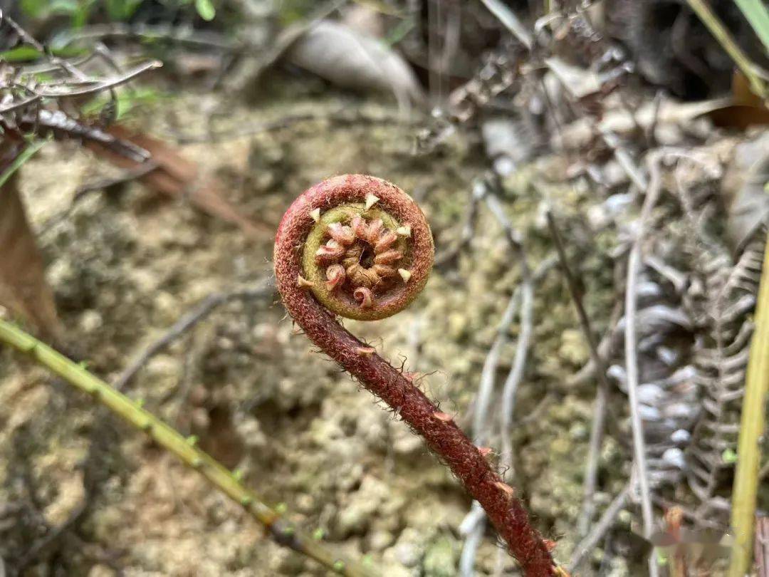 乌毛蕨_孢子囊_叶子_植物人