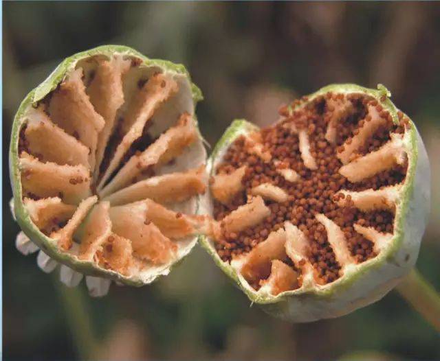 河南省公安厅 河南省禁毒委员会办公室 关于全省2023年度禁种罂粟的通