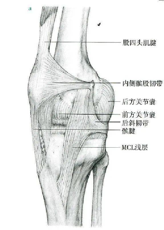 膝关节解剖图素描图片