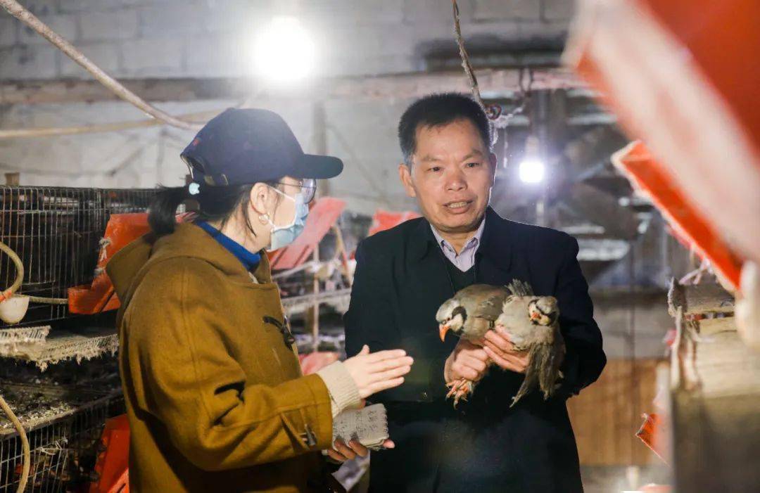 广东人特别喜欢!_养殖_严宗福_鹧鸪