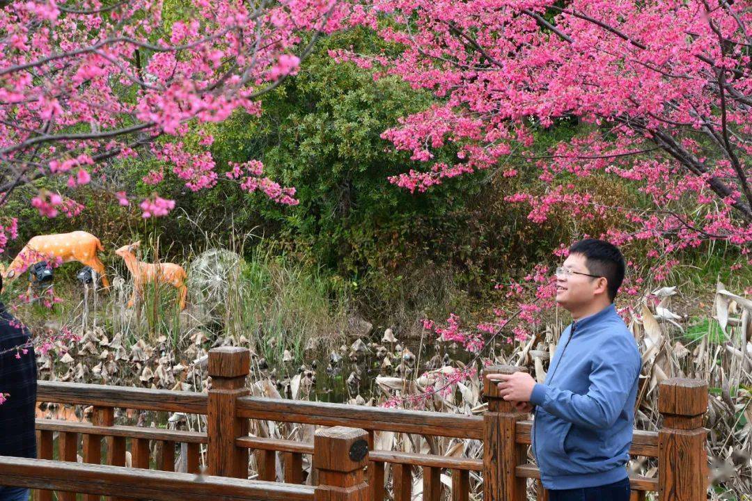 沙縣龍湖公園進入賞櫻花模式,高顏值秒刷朋友圈_市民_鄒曉紅_版權