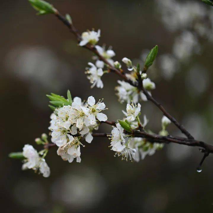 二月李花图片