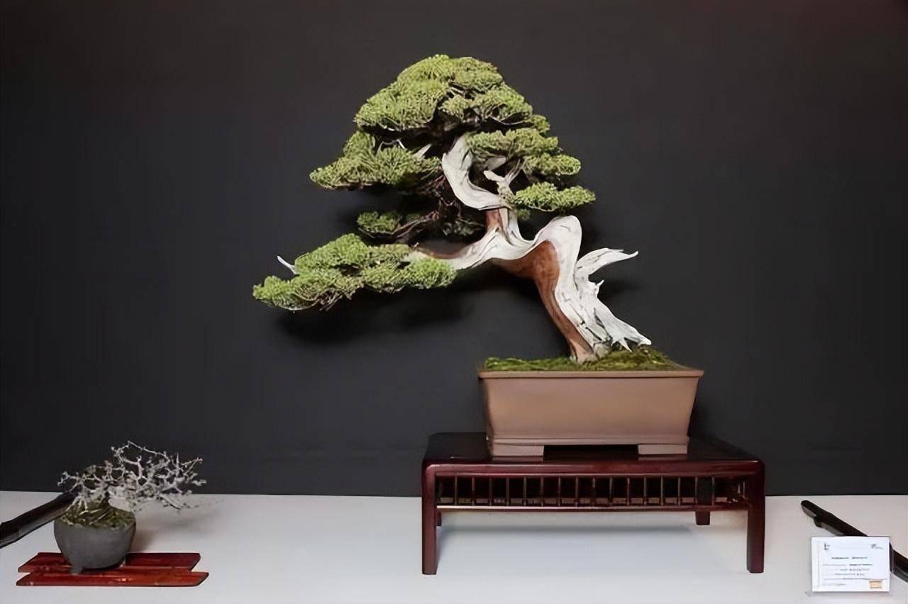 百种意境盆栽,百种绝美风情!_低头_时候_人间