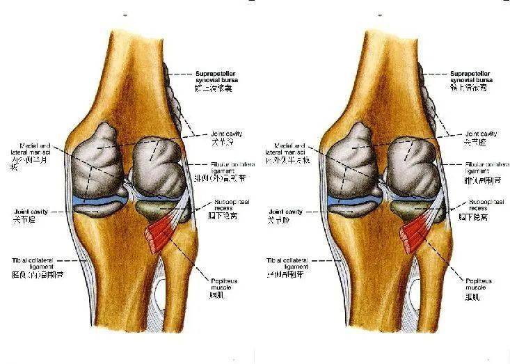 膝關節解剖