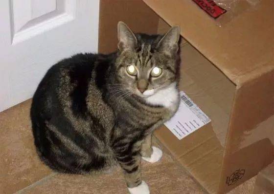 6年前走失的19岁老猫在平安夜回家，主人自己都不敢相信！