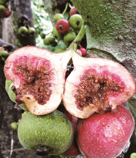 木瓜榕,此"木瓜"非彼木瓜_无花果_果实_植物