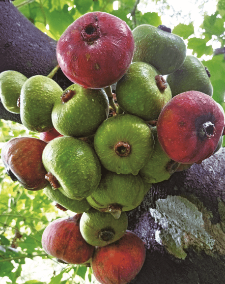 木瓜榕 来自搜狐网