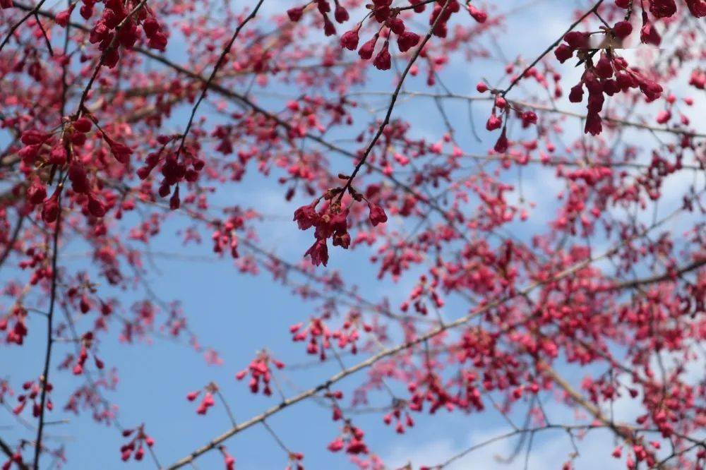 趁着周末好天气,快来永泰和樱花撞满怀吧!_种植_香草_红星乡