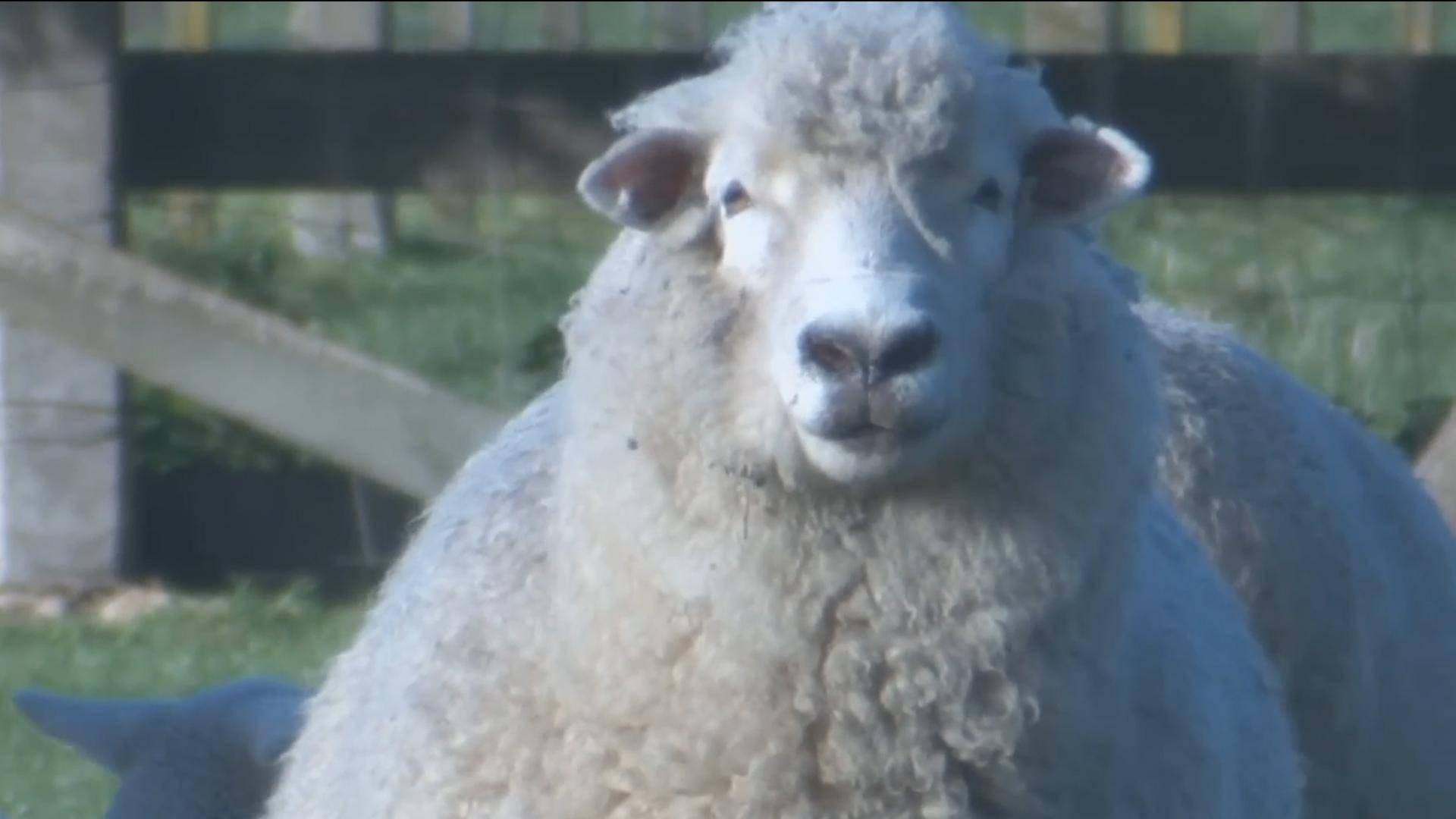 关于羊下巴水肿的几种原因,以及对应的治疗方案和措施_药物_症状_淋巴