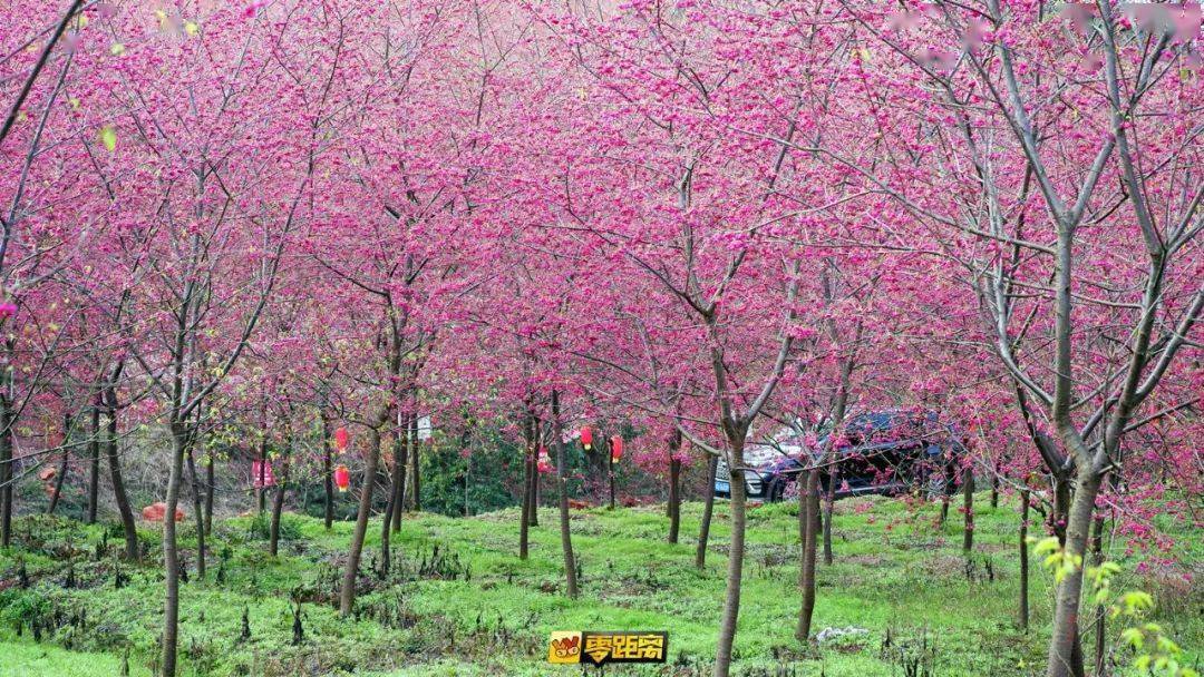 宜宾樱花基地图片