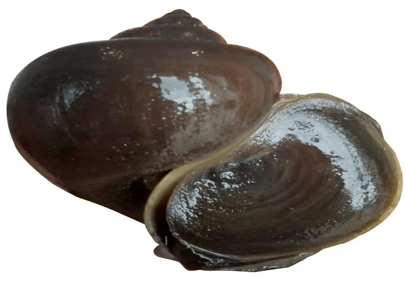 《重点管理外来入侵物种名录》之外来入侵水生物种07福寿螺_眉县_农业