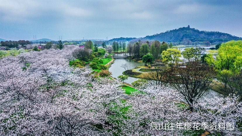 赏樱露营、樱花主题邮局……辰山动物园樱花季系列活动即将上线