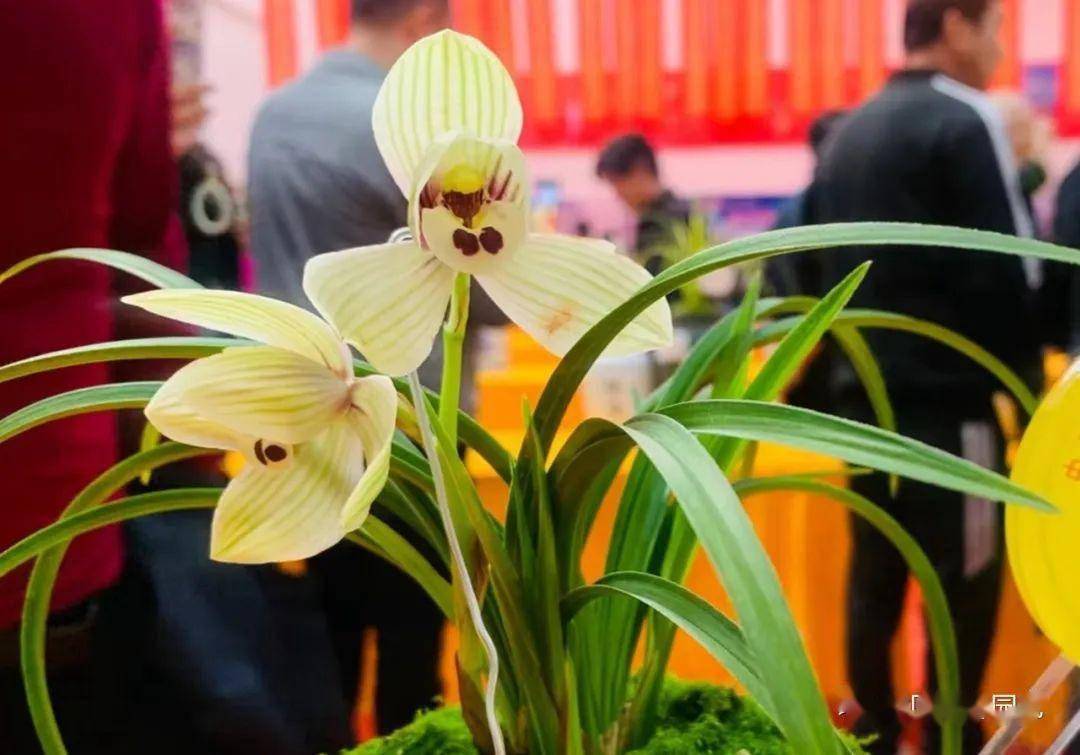 大理国际兰花茶花博览会时隔三年再次火爆 | 动态_花卉协会_特色_交易