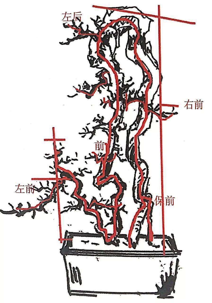 卧干式盆景造型图解图片