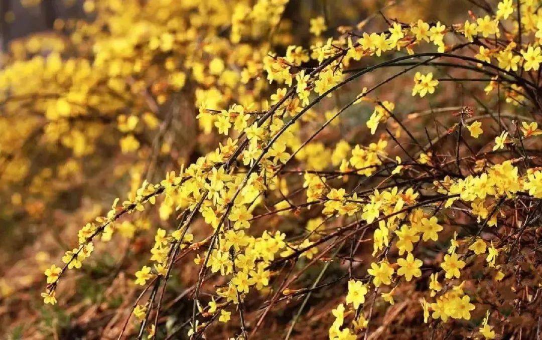 青島花信如期_嘉定山公園_櫻花_qd