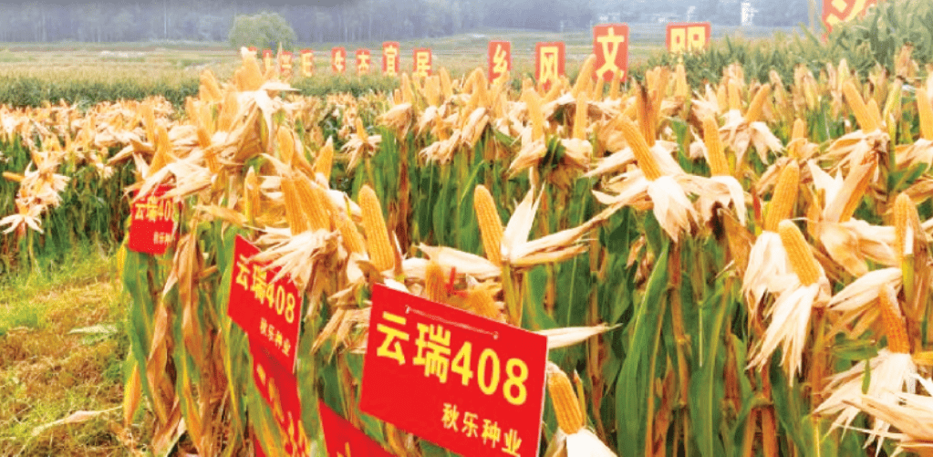 华农658玉米品种审定图片