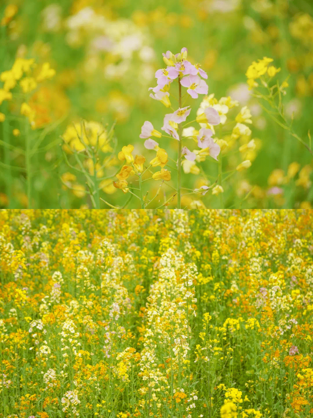 不行万亩樱花园，那座宝藏城市竟还有32个赏花地？