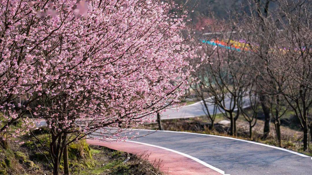 明月山花海原居图片