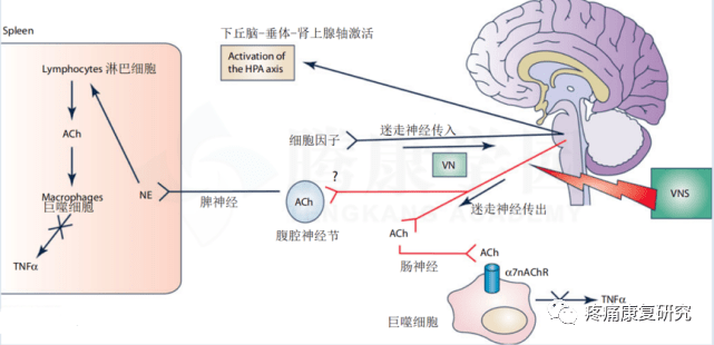 神经内分泌应激系统,即下丘脑-垂体-肾上腺(hpa)轴,在大脑和肠道之间