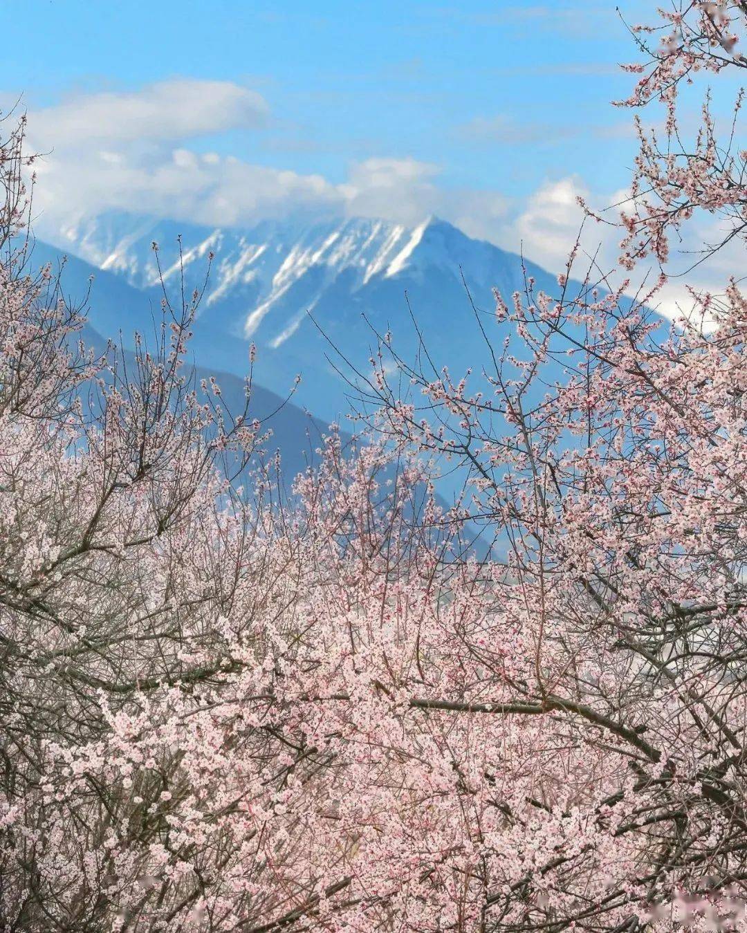 这是一条超有味道的推送_杏花_桃花_伊犁