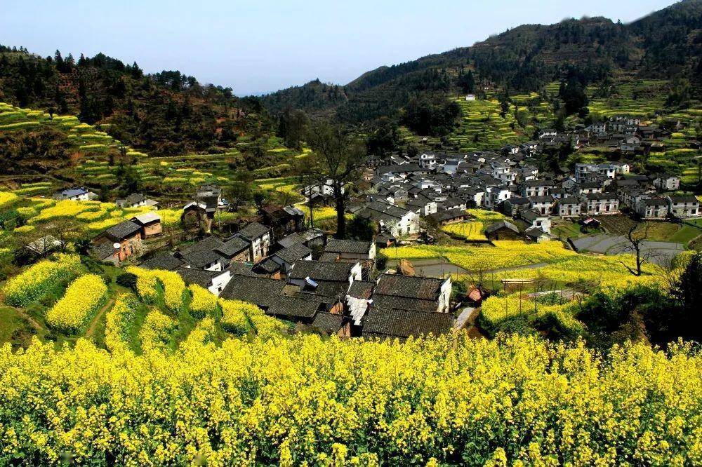 一路"狂飙" 共赴一场"花海盛宴"_黄山_徽州区_灵山
