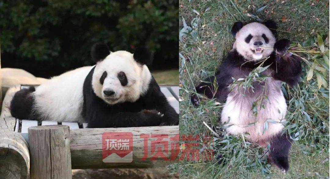 出现刻板行为、状况令人担忧！旅美大熊猫“丫丫”怎么了？_动物园_相关_美国
