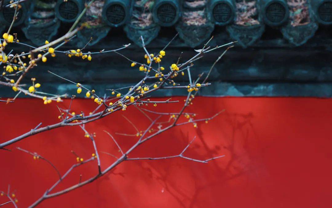 故宫的腊梅含香绽放69