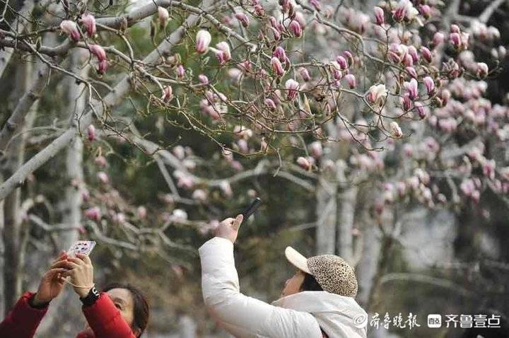 初春时节，趵突泉公园里春花怒放柳枝抽芽