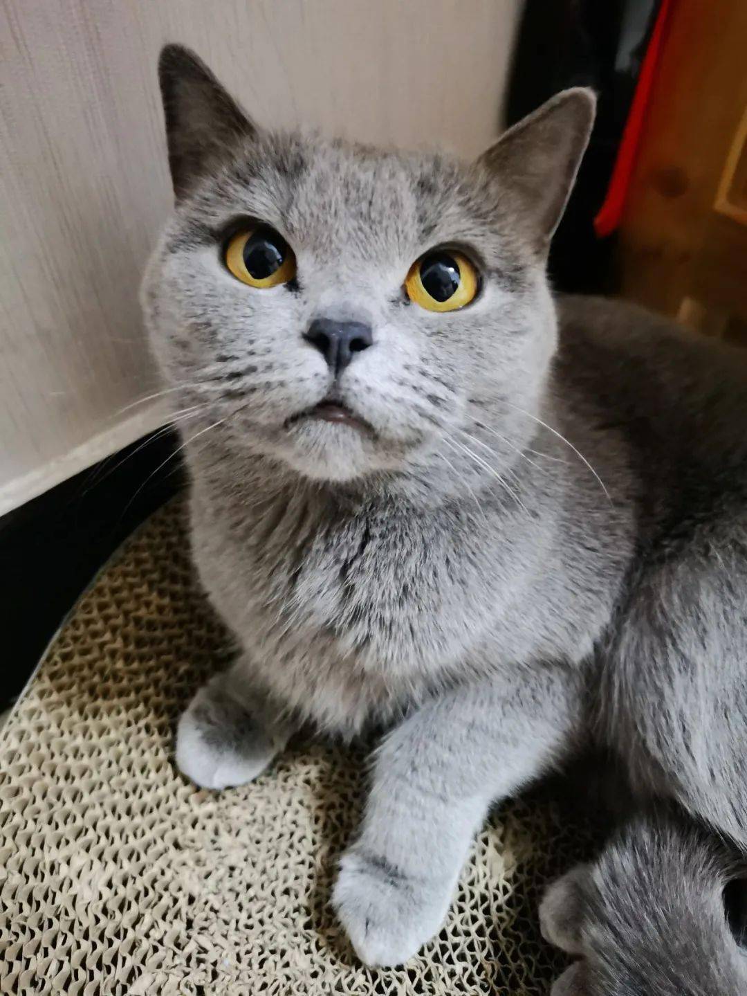 4606 拉里微信:bear_1124救助人:winnie萌喵自荐:要爱小六^-^,不要做